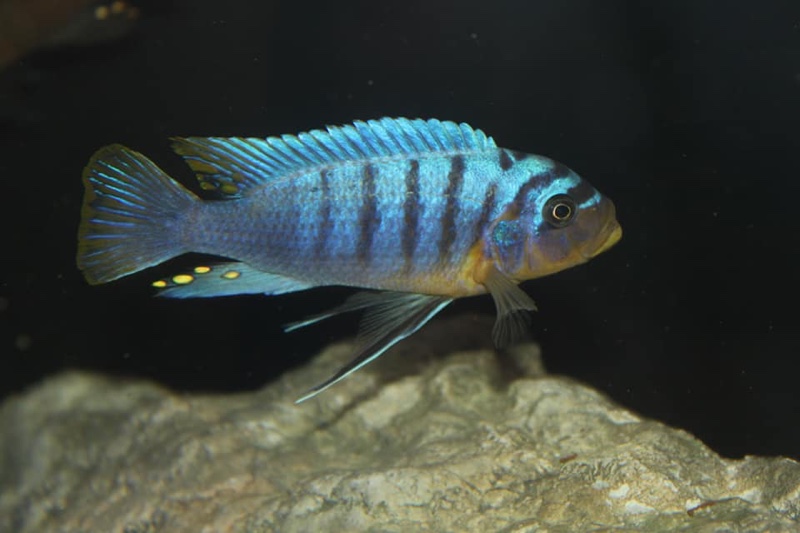 Maylandia fainzilberi 'Manda'